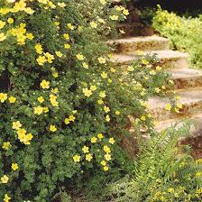 Attēlu rezultāti vaicājumam “Potentilla”