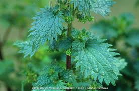 Attēlu rezultāti vaicājumam “Urtica urens leaf”