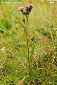 Attēlu rezultāti vaicājumam “Serratula tinctoria”