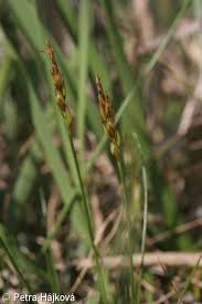 Attēlu rezultāti vaicājumam “Carex pulicaris”