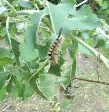 Attēlu rezultāti vaicājumam “Orgyia antiqua”