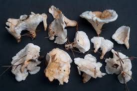 Attēlu rezultāti vaicājumam “Sistotrema confluens”