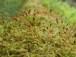Attēlu rezultāti vaicājumam “Bryoerythrophyllum recurvirostrum sporophyte”