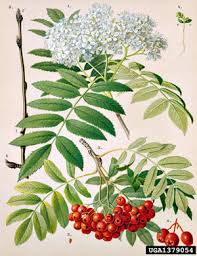 Attēlu rezultāti vaicājumam “Sorbus aucuparia flower”
