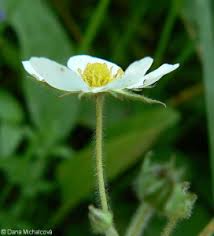 Attēlu rezultāti vaicājumam “Fragaria moschata flower”