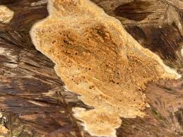 Attēlu rezultāti vaicājumam “Badhamia panicea sessile”