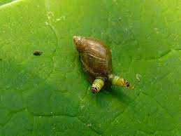 Attēlu rezultāti vaicājumam “Leucochloridium paradoxum”