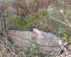 Attēlu rezultāti vaicājumam “Cephalozia catenulata”