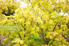 Attēlu rezultāti vaicājumam “Aesculus x neglecta”