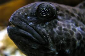 Image result for Anarhichas denticulatus