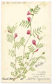 Attēlu rezultāti vaicājumam “Leguminosae”