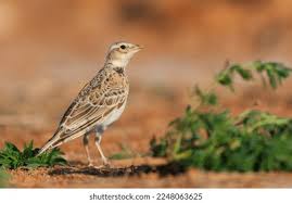 Image result for Melanocorypha calandra