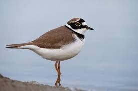 Attēlu rezultāti vaicājumam “Charadrius dubius”