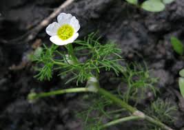 Attēlu rezultāti vaicājumam “Batrachium”