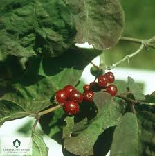 Attēlu rezultāti vaicājumam “Lonicera xylosteum leaf”