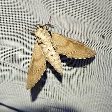 Attēlu rezultāti vaicājumam “Sphinx pinastri”