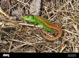 Attēlu rezultāti vaicājumam “Lacerta agilis male”