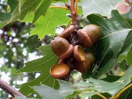 Attēlu rezultāti vaicājumam “Quercus rubra fruit”