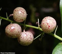 Attēlu rezultāti vaicājumam “Maianthemum bifolium fruit”