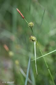 Attēlu rezultāti vaicājumam “Carex lepidocarpa”