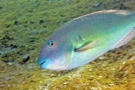 Image result for Sparisoma rubripinne