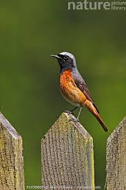 Attēlu rezultāti vaicājumam “Phoenicurus phoenicurus male”