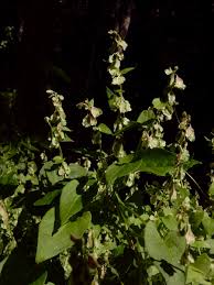 Attēlu rezultāti vaicājumam “Fallopia dumetorum”