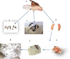 Attēlu rezultāti vaicājumam “Euura brevicornis larva”