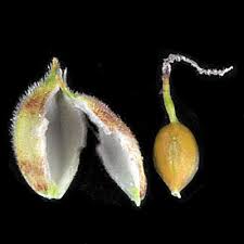 Attēlu rezultāti vaicājumam “Carex lasiocarpa male flower”