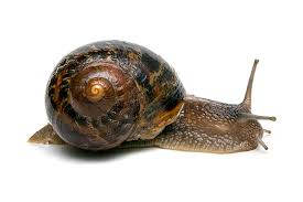 Attēlu rezultāti vaicājumam “Helicidae”