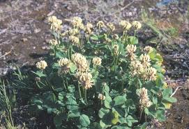 Attēlu rezultāti vaicājumam “Trifolium repens fruit”