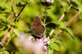 Attēlu rezultāti vaicājumam “Lycaena tityrus female”