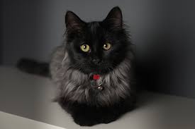 Image result for Black Cat Sac