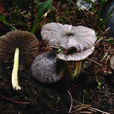 Attēlu rezultāti vaicājumam “Antrodiella faginea”