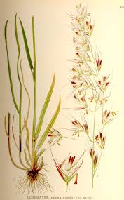 Attēlu rezultāti vaicājumam “Helictotrichon pratense”