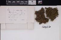 Attēlu rezultāti vaicājumam “Campylium chrysophyllum”