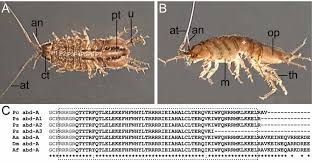 Attēlu rezultāti vaicājumam “Asellus aquaticus”