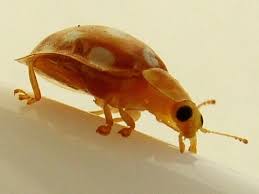 Attēlu rezultāti vaicājumam “Halyzia sedecimguttata”