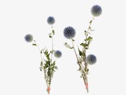 Image result for Blaudistel