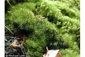 Attēlu rezultāti vaicājumam “Dicranodontium denudatum”