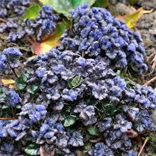 Attēlu rezultāti vaicājumam “Ajuga pyramidalis leaf”