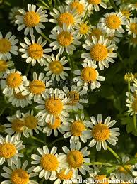 Image result for Tanacetum parthenium