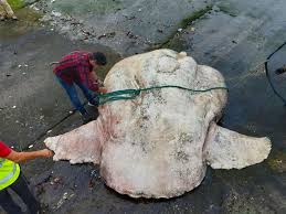 Image result for Mola alexandrini