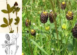 Attēlu rezultāti vaicājumam “Trifolium spadiceum flower”