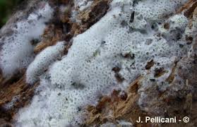 Attēlu rezultāti vaicājumam “Trechispora mollusca”