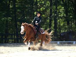 Image result for South Weylands Equestrian