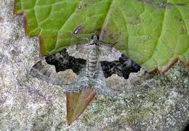 Attēlu rezultāti vaicājumam “Xanthorhoe quadrifasiata”