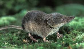 Attēlu rezultāti vaicājumam “Sorex sp.”