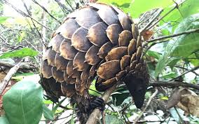 Attēlu rezultāti vaicājumam “Cladopodiella francisci macro”