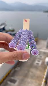 「扭蘭」的圖片搜尋結果